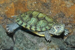 Schildkröten