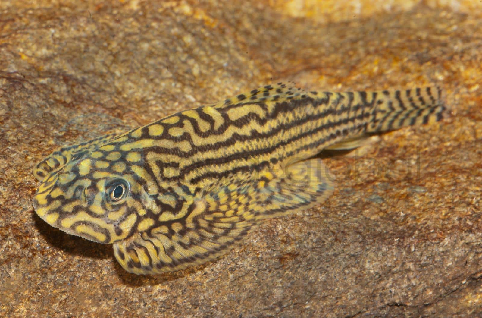 Pracht-Flossensauger (Sewellia lineolata)