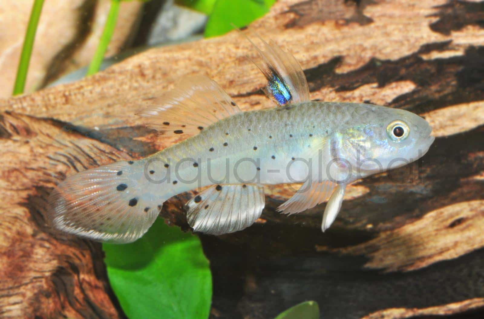 Rittergrundel (Stigmatogobius sadanundio)