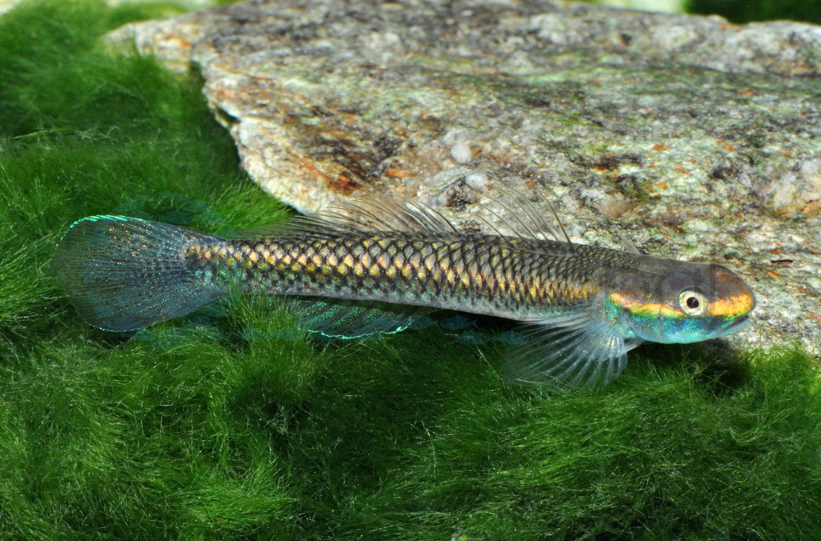 Neongrundel (Süßwasser) (Stiphodon semoni)