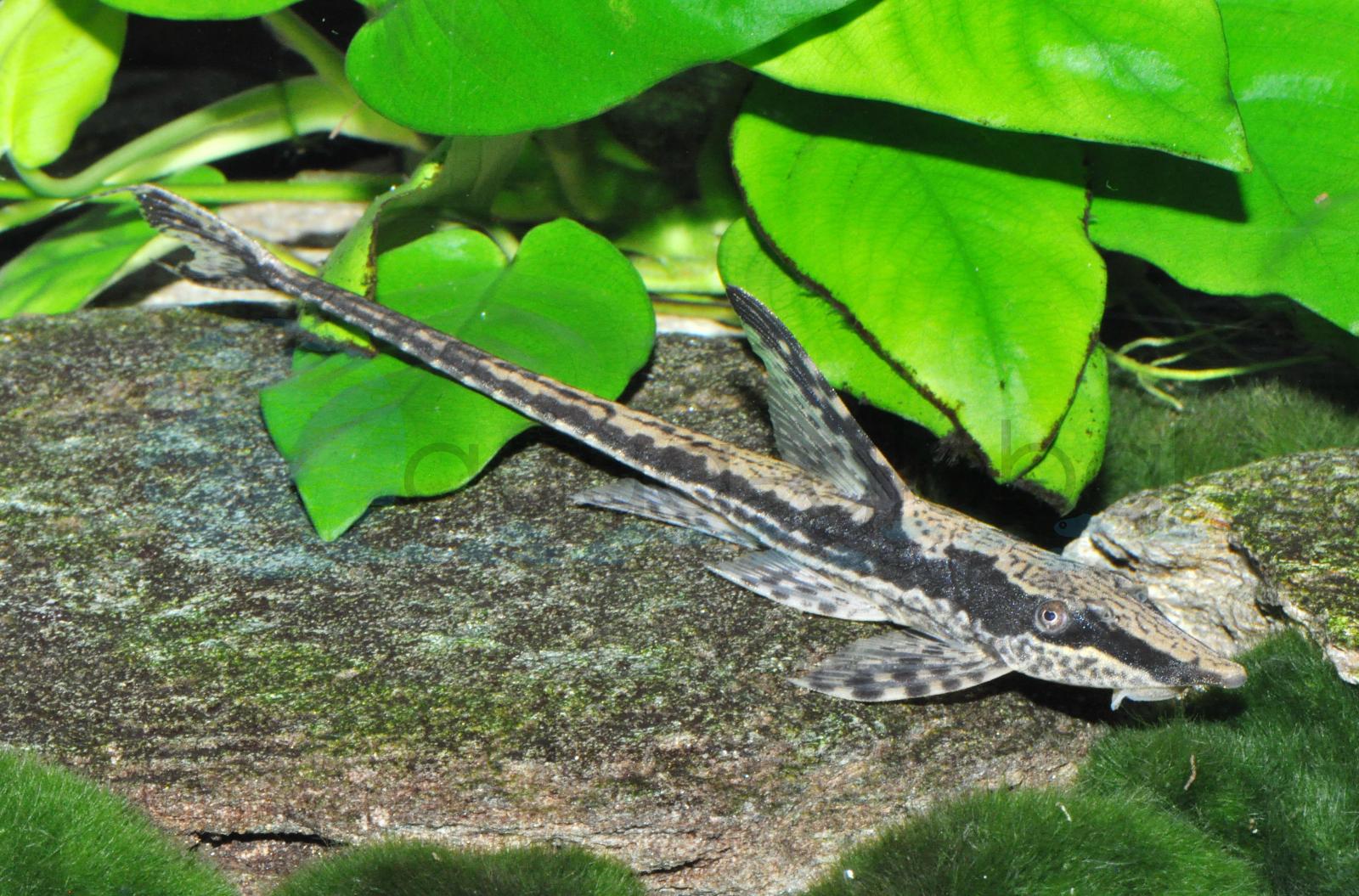 Goldbart-Störwels (Sturisoma aureum)