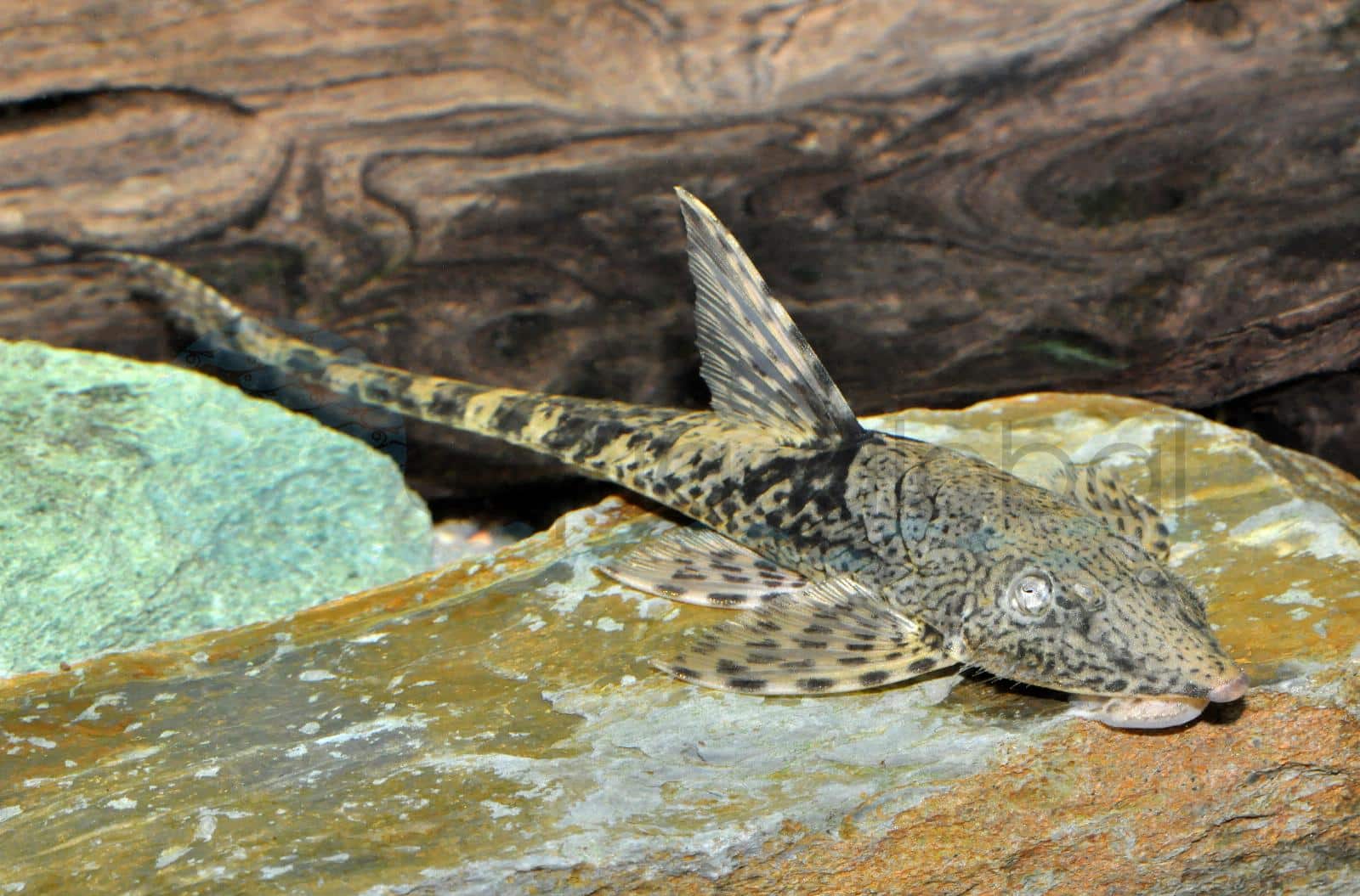 Leightons Störwels (Sturisomatichthys leightoni)