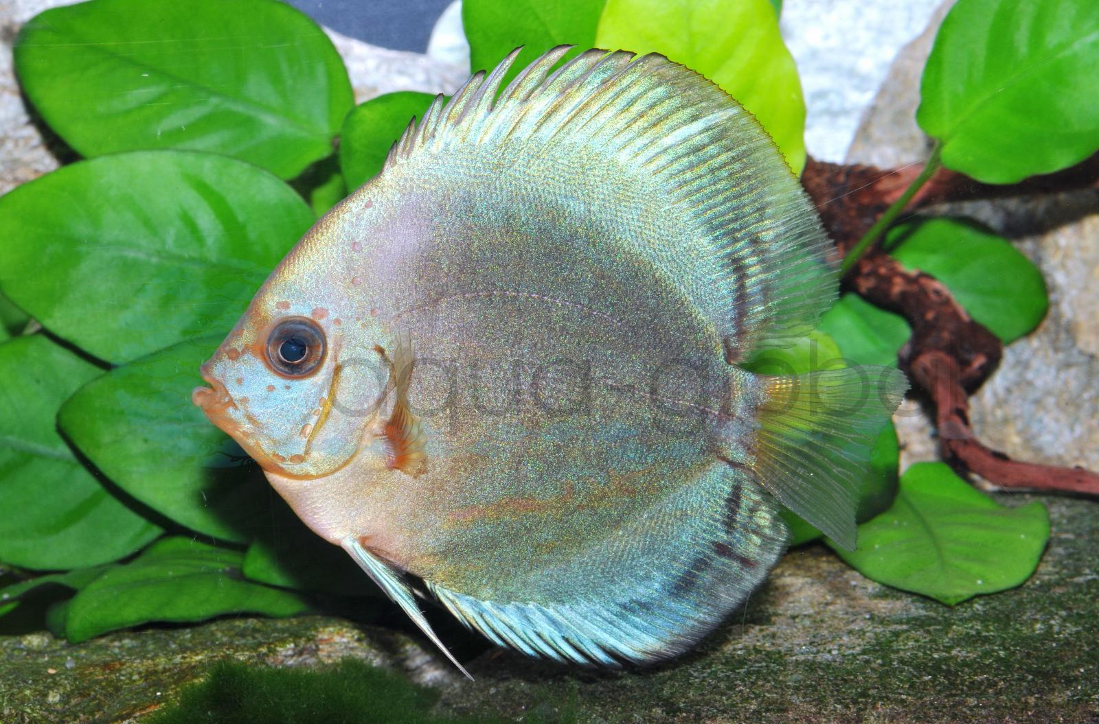 Diskus-Blue-Diamond (Symphys. aequifasciatus "Blue Diamond")