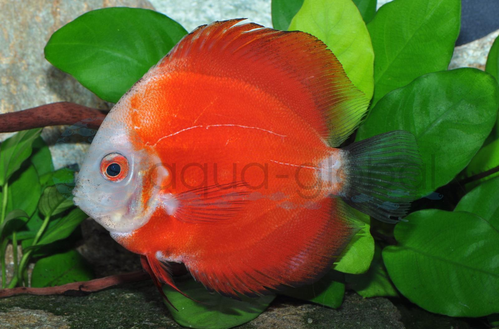 Diskus-Marlboro-Red (Symphys. aequifasciatus "Marlboro Red")