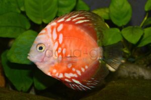 Diskus-Pigeon-Red-Panda