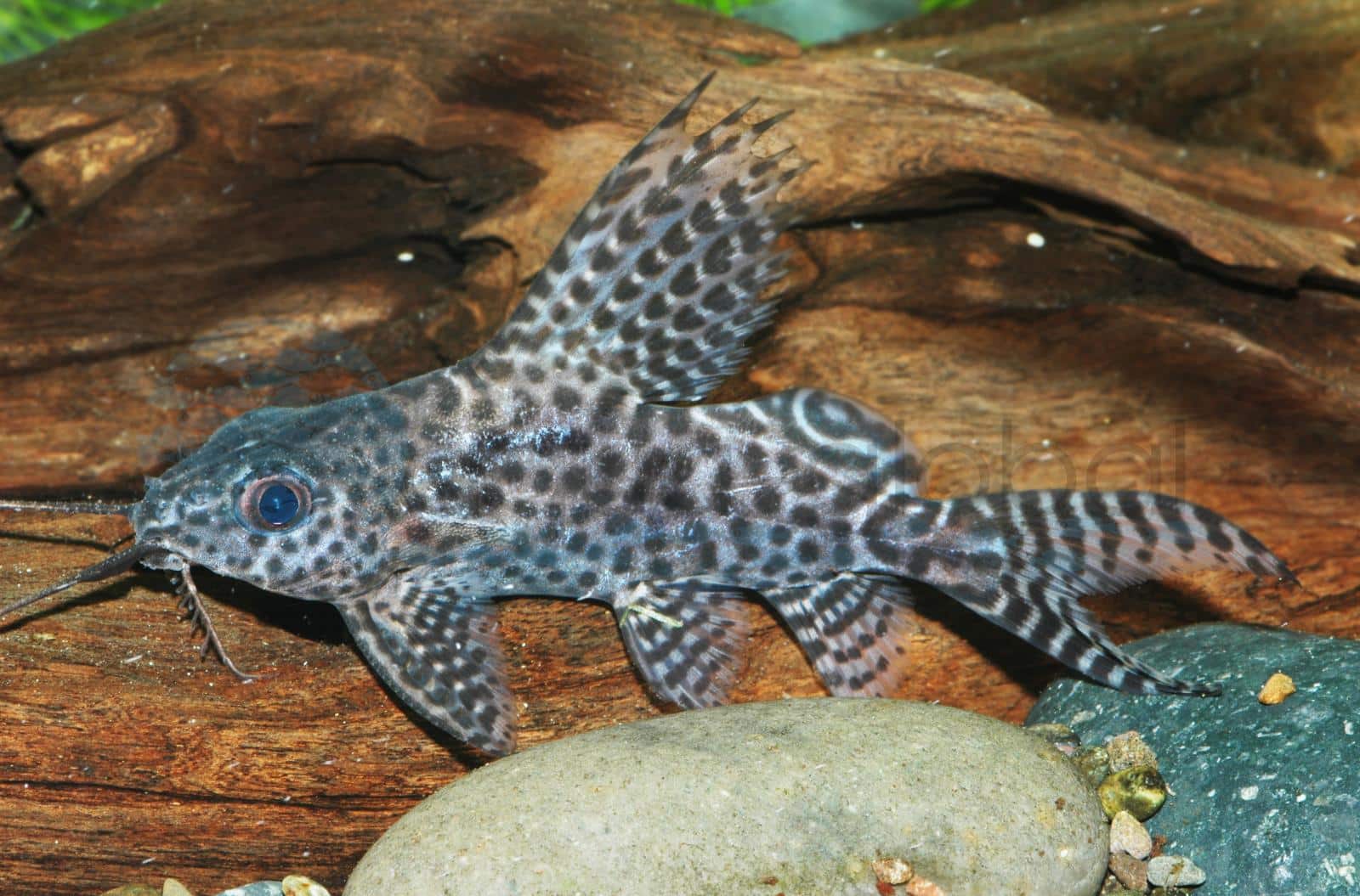 Schmuckflossen-Fiederbartwels (Synodontis eupterus/"velifer")