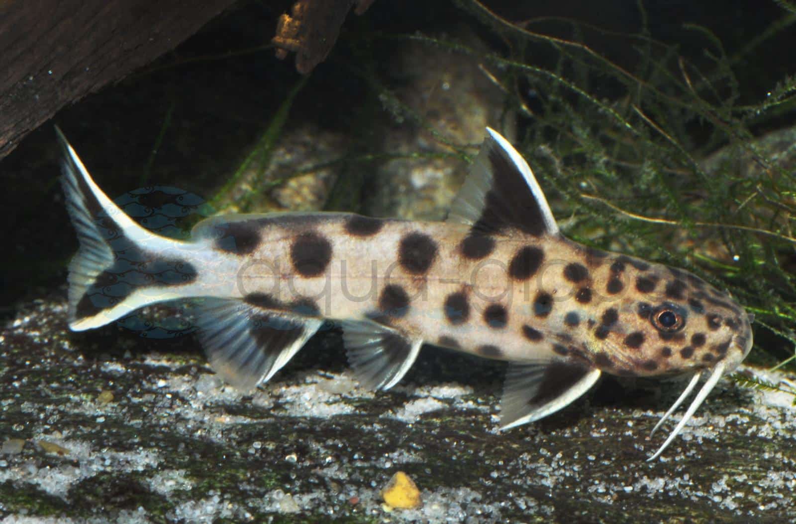 Tanganjika-Zwergfiederbartwels (Synodontis lucipinnis/"Petricola")