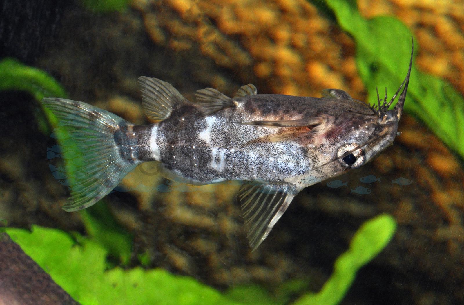 Rückenschwimmender Kongowels (Synodontis nigriventris)