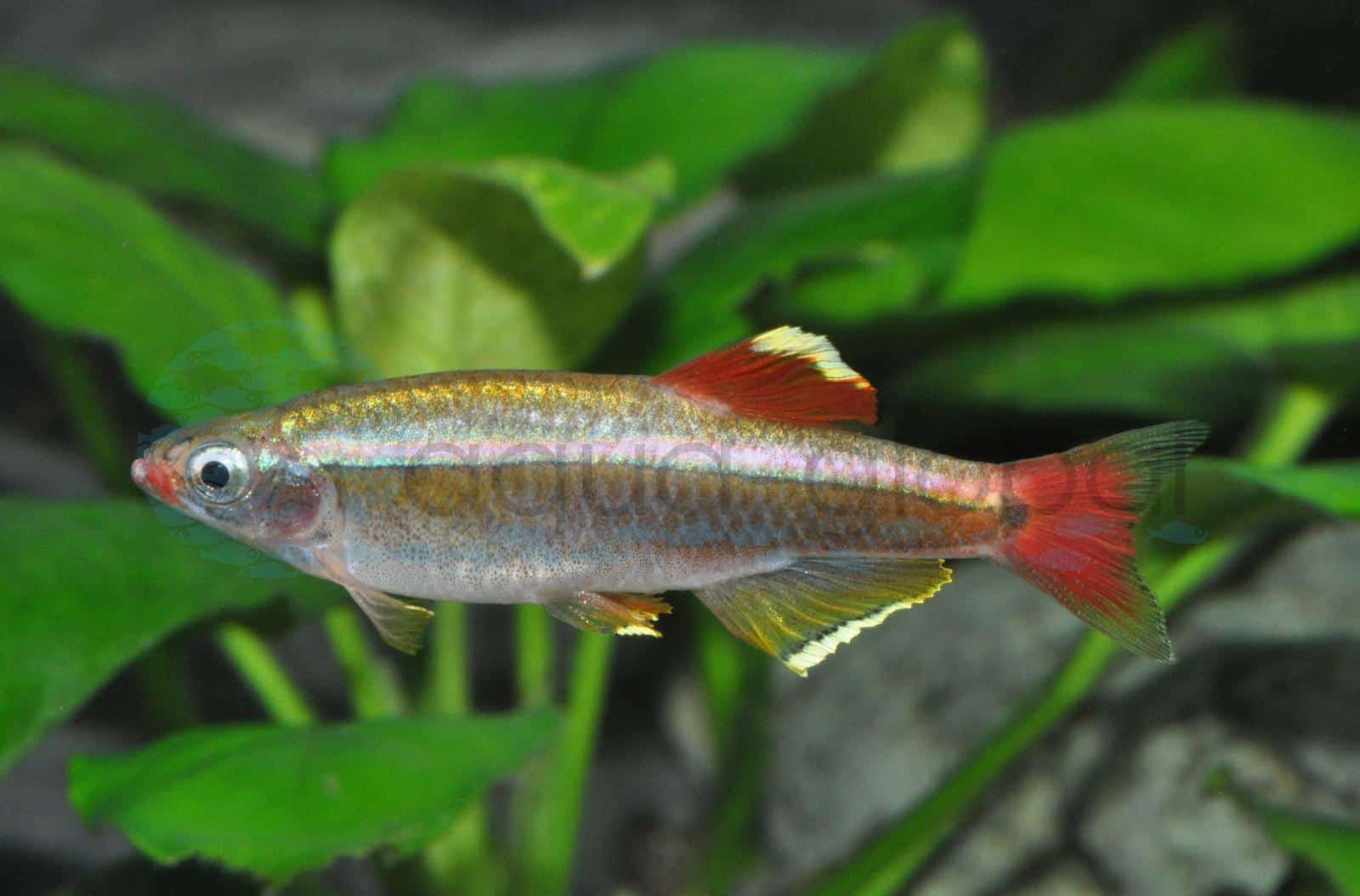 Kardinal (Tanichthys albonubes)