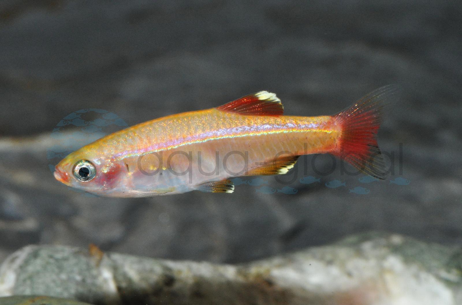 Kardinal-Gold (Tanichthys albonubes "Gold")