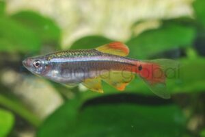 Venusfisch