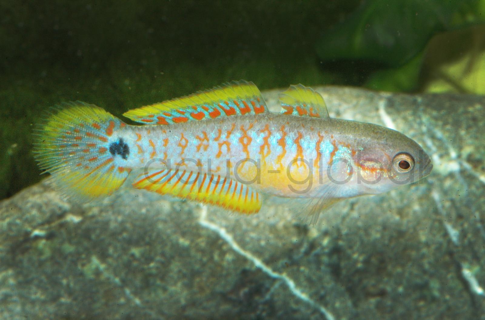 Pastellgrundel (Tateurndina ocellicauda)