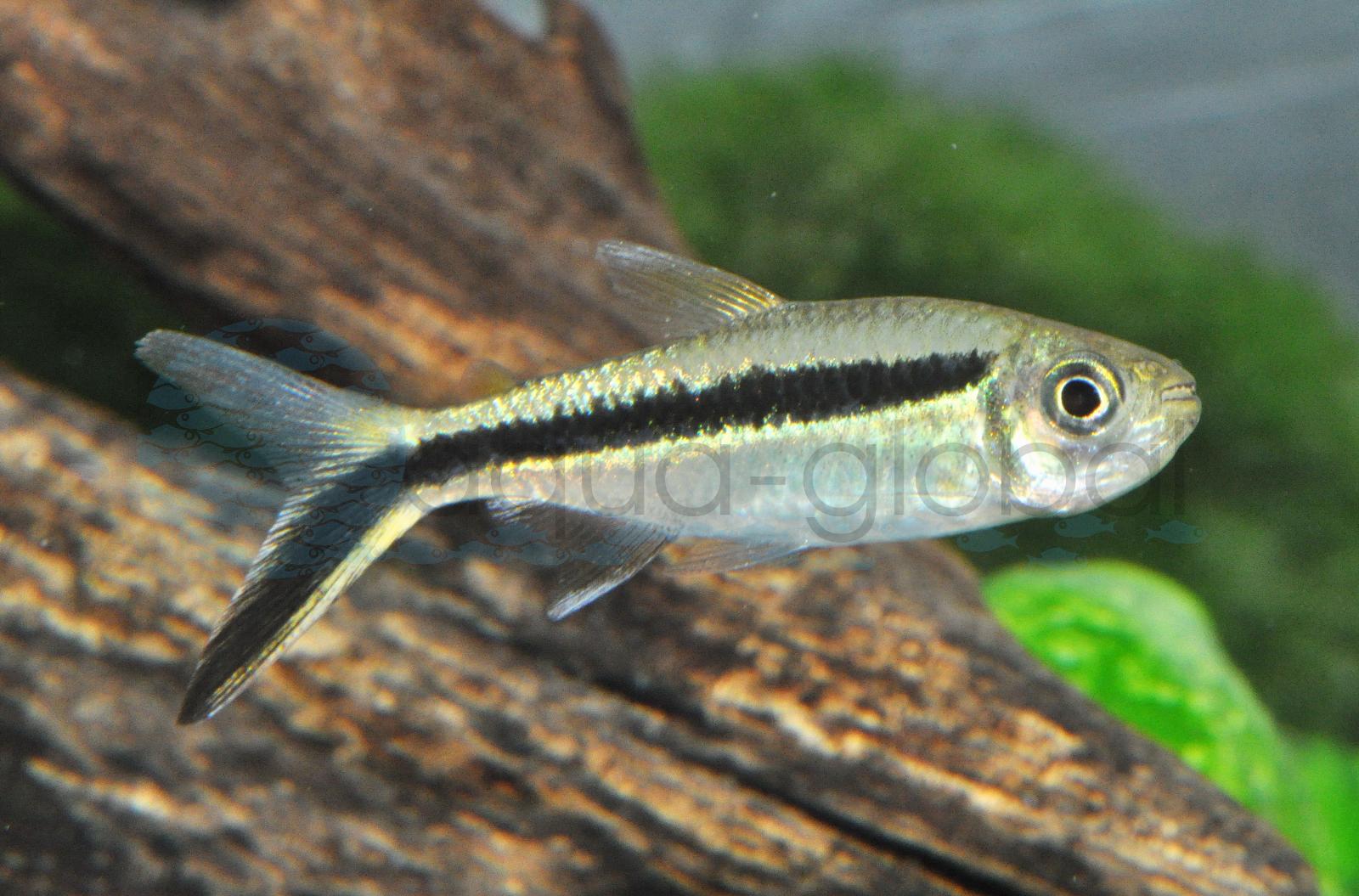Schrägschwimmer (Thayeria boehlkei)