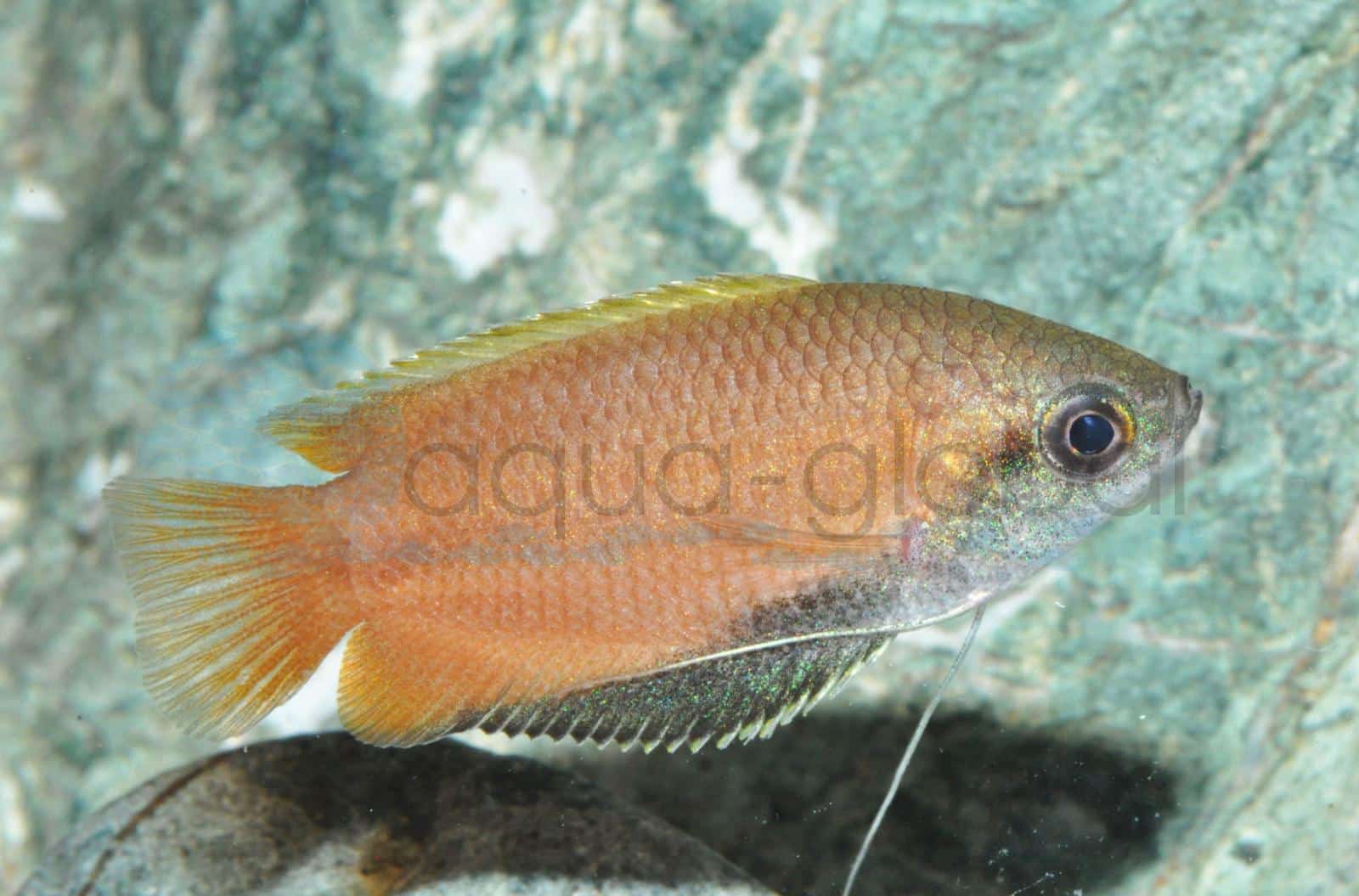 Honiggurami (Trichogaster chuna)