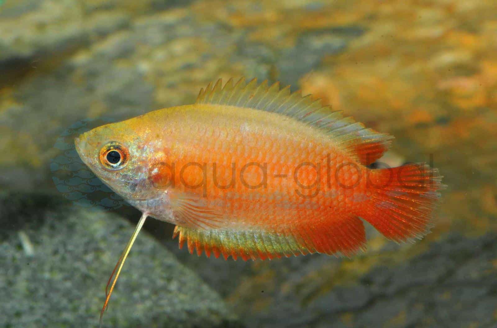 Honiggurami-Flamme (Trichogaster chuna "Flamme")