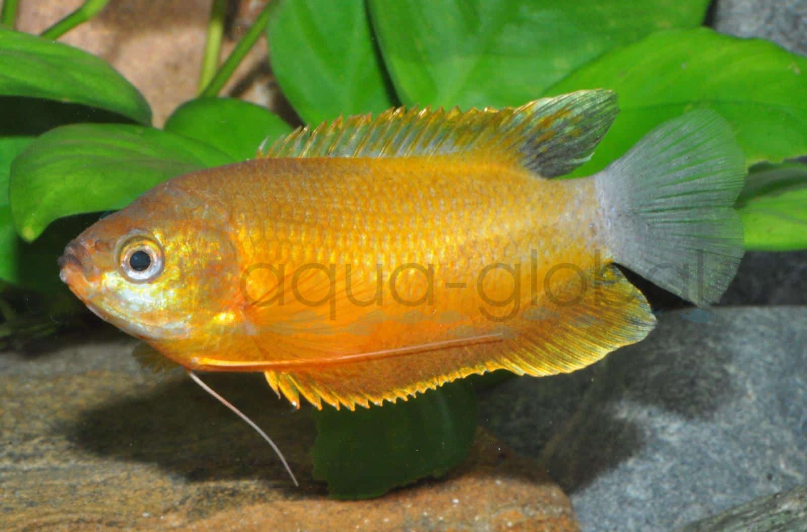 Dicklippiger Fadenfisch-Orange (Trichogaster labiosus "Orange")