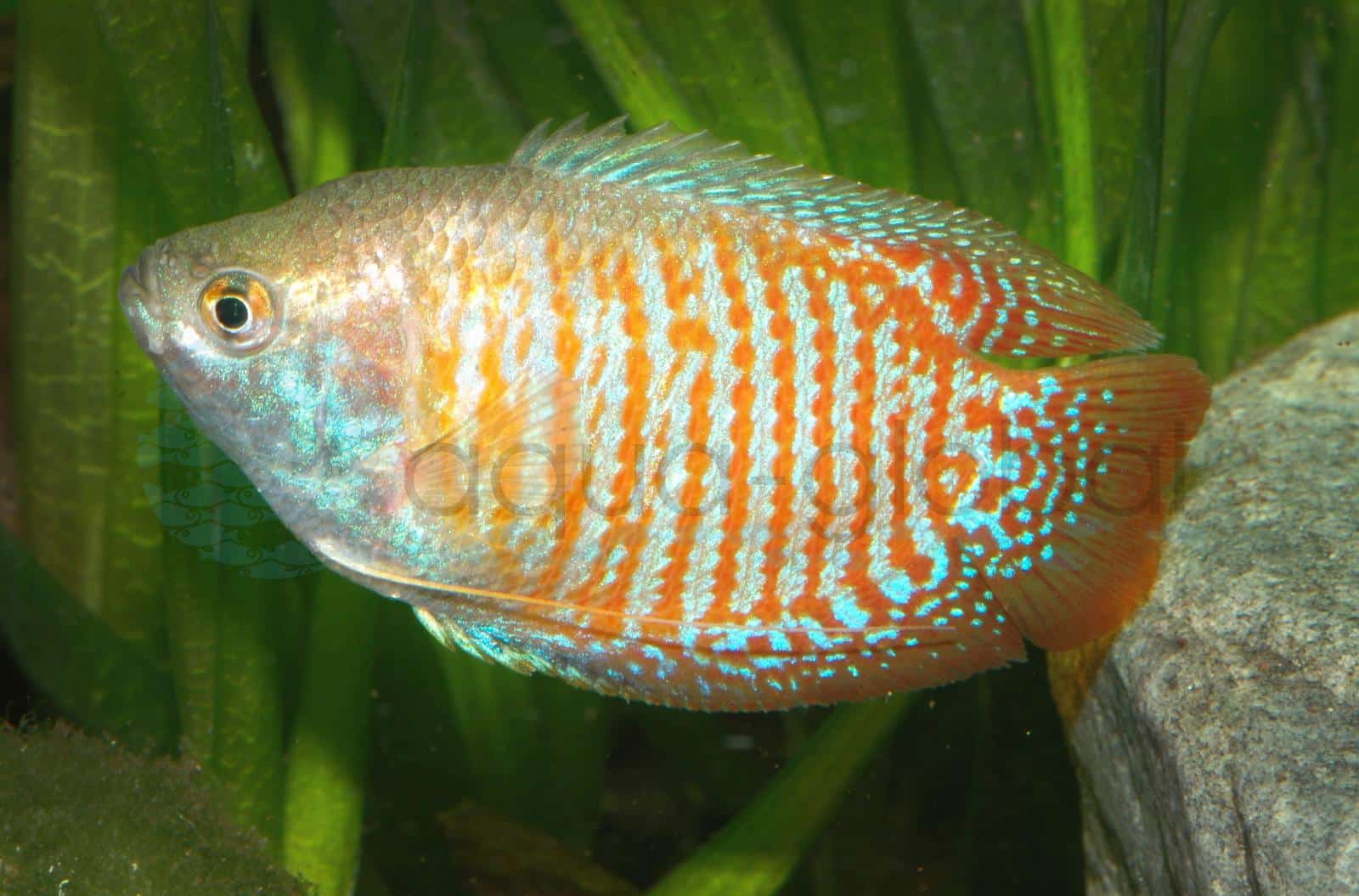 Zwergfadenfisch (Trichogaster lalius)