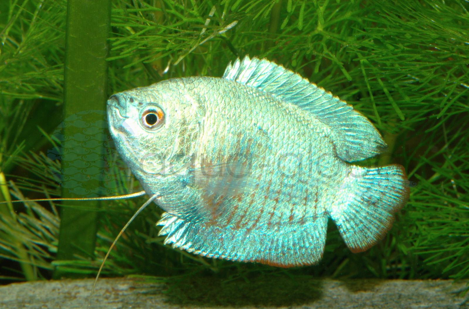 Zwergfadenfisch-Neon-Blau (Trichogaster lalius "Neon-Blau")