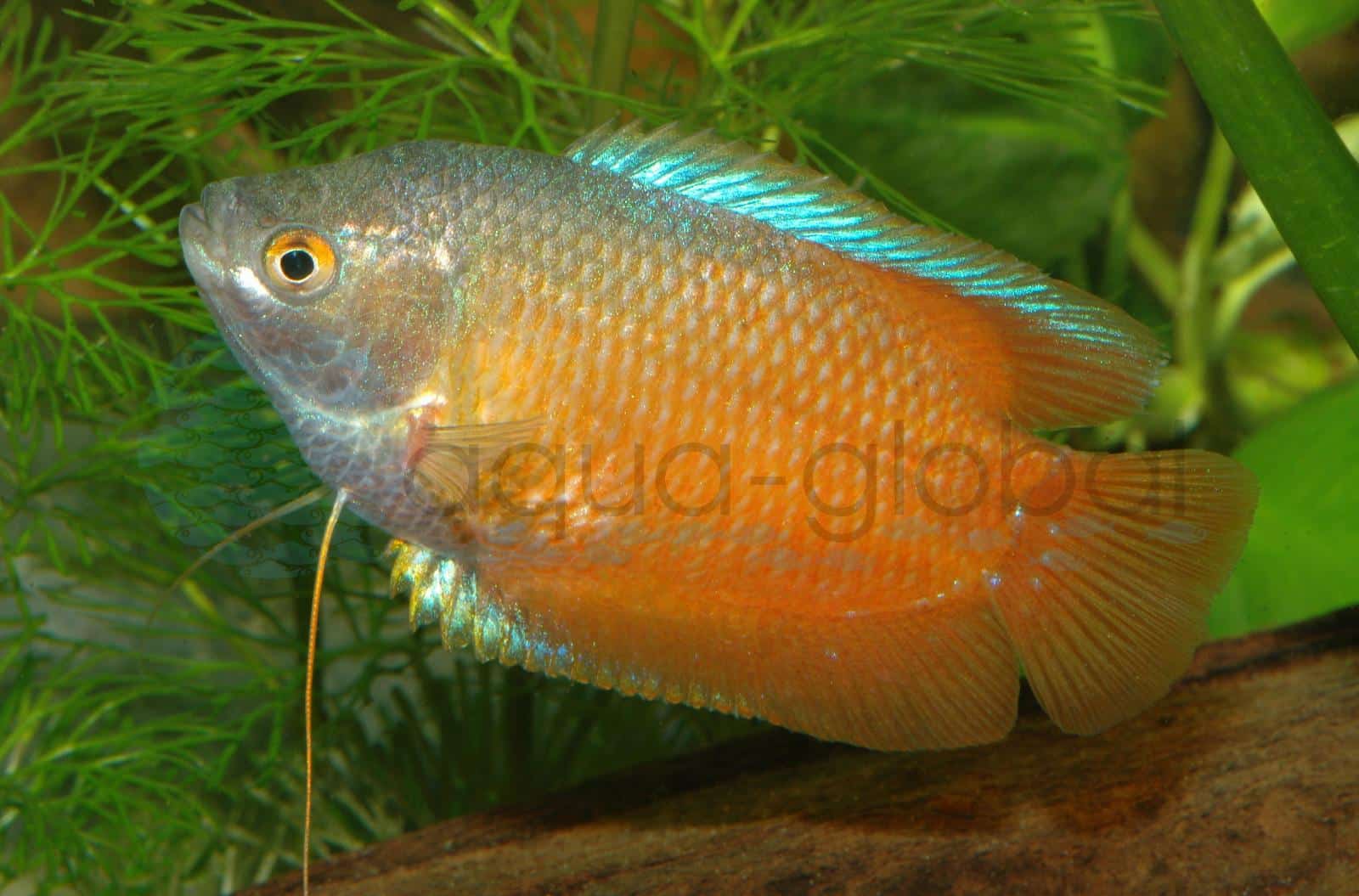 Zwergfadenfisch-Neon-Rot (Trichogaster lalius "Neon-Rot")