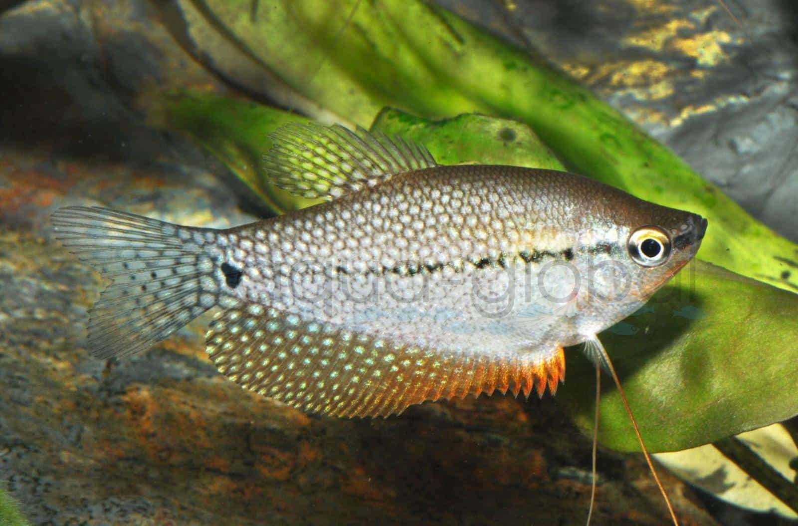 Mosaikfadenfisch (Trichopodus leerii)