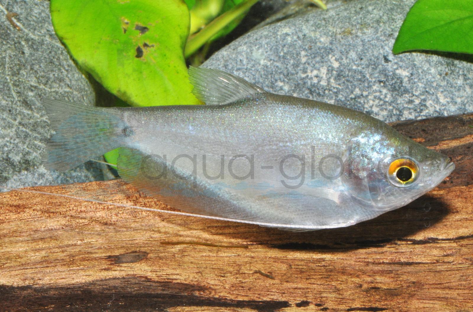 Mondscheinfadenfisch (Trichopodus microlepis)