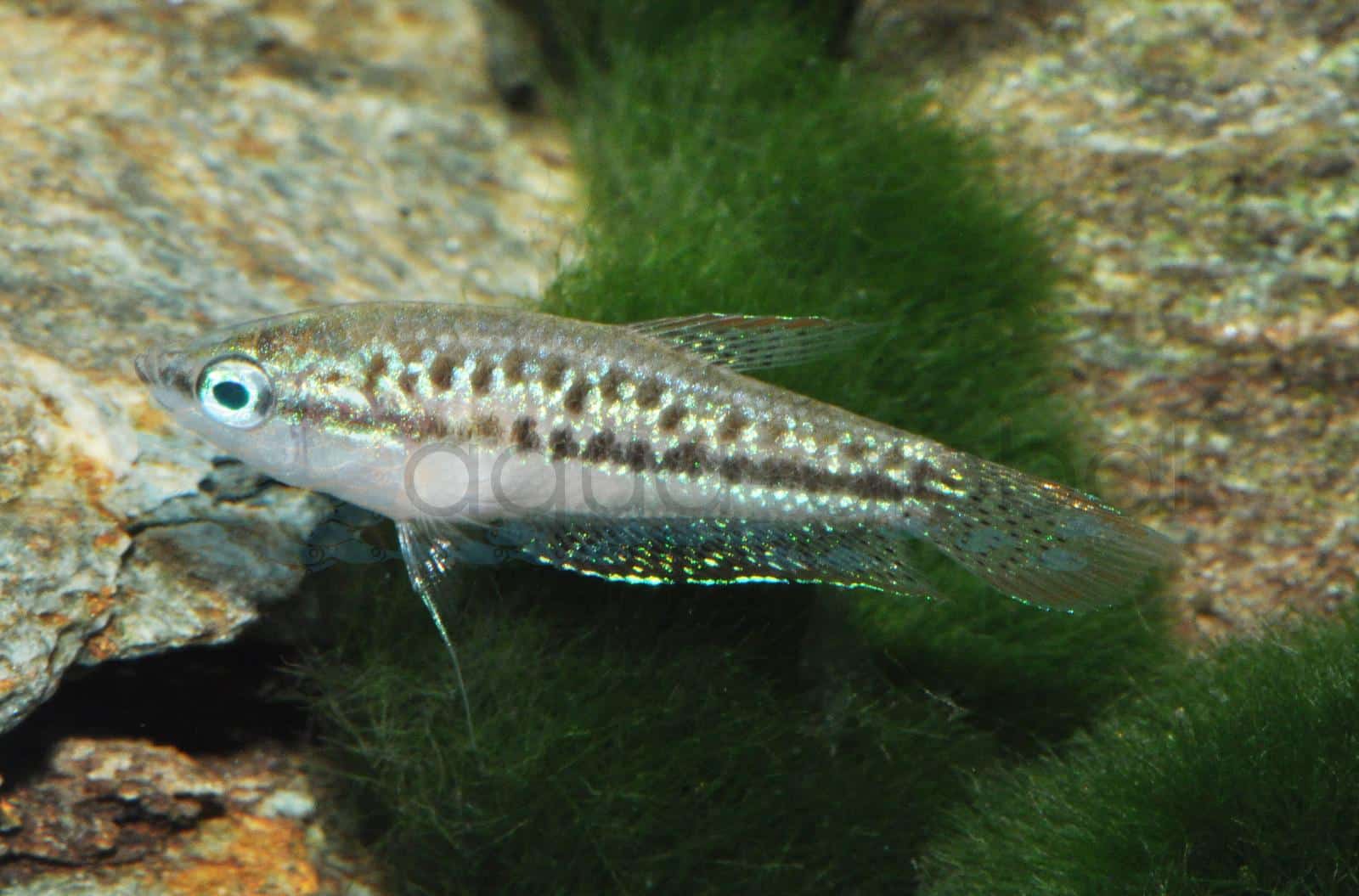 Knurrender Zwerggurami (Trichopsis pumilus)