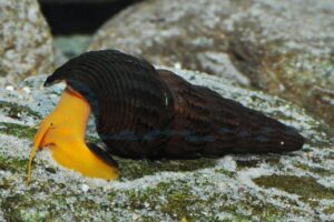 Orange-Felsschnecke