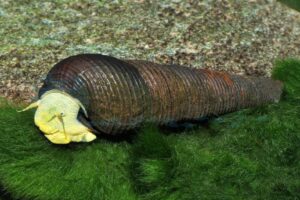 Gelbe Felsschnecke