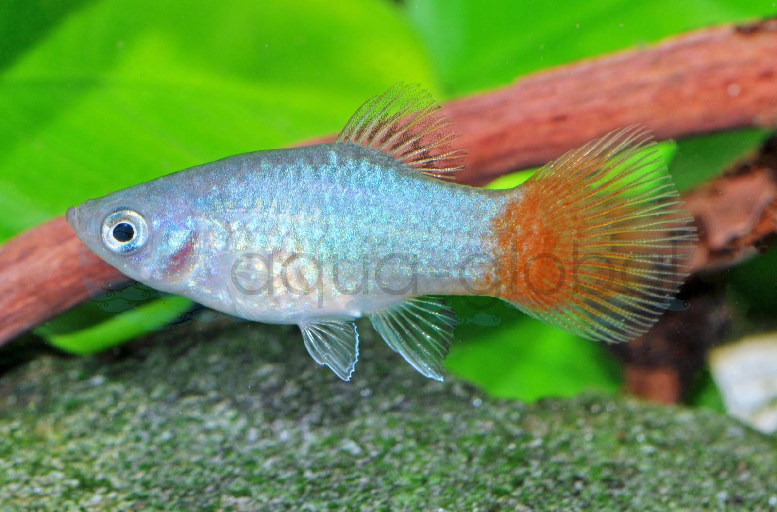 Platy-Koralle-Blau-Red-Fin (Xiph. maculatus "Kor.-Blau-Red-Fin")