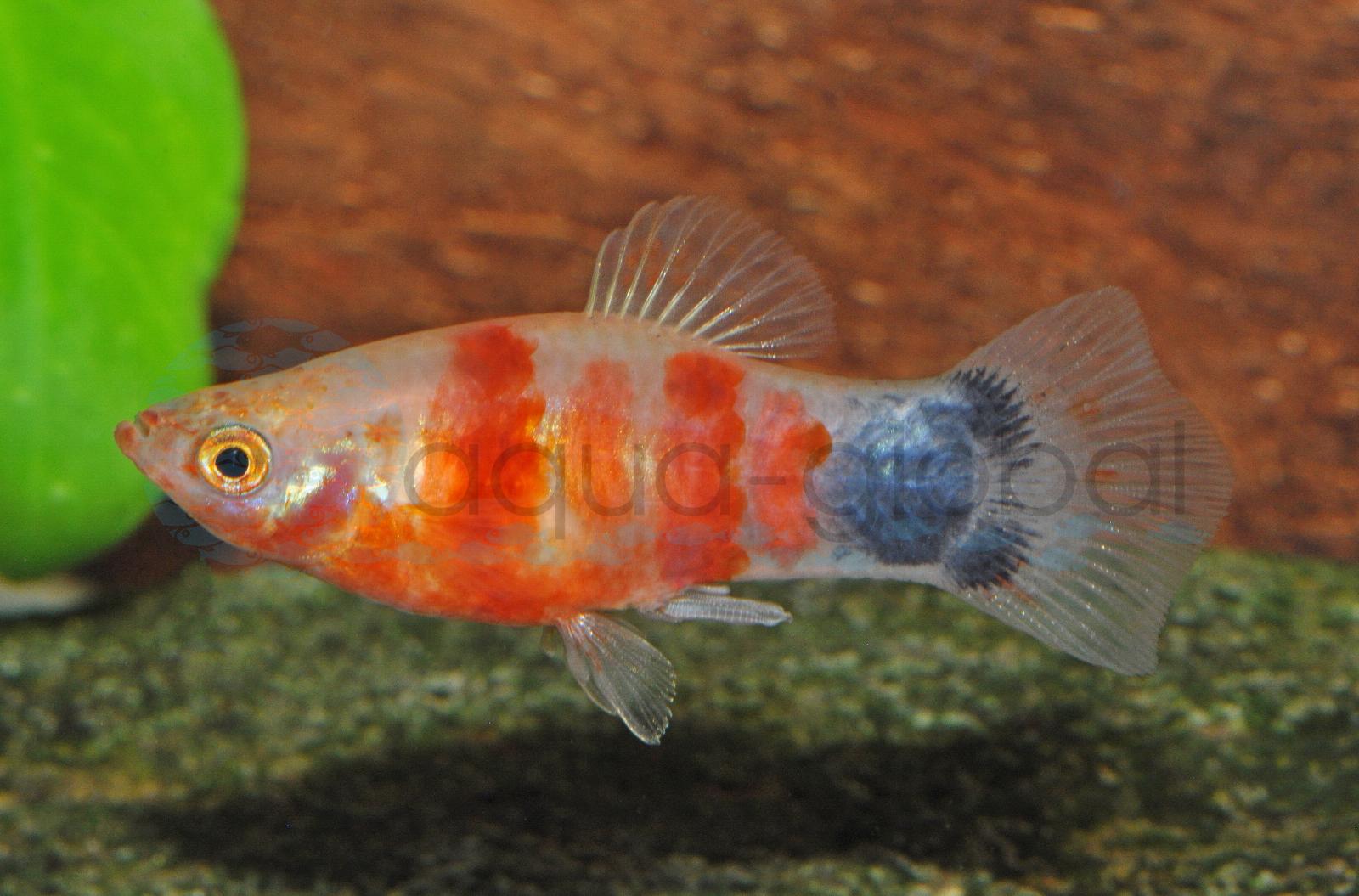 Platy-Mickey-Mouse-Blut.-Herz (Xiph. maculatus "M.-M.-Blutendes-Herz")