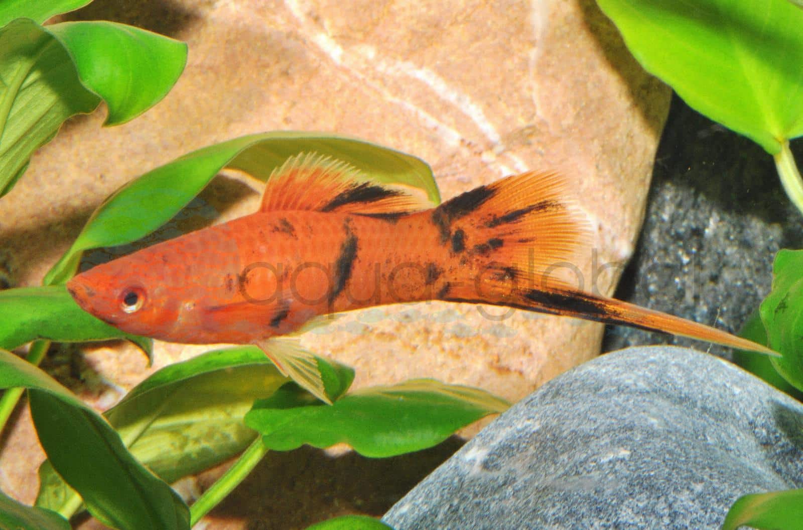 Schwertträger-Berliner (Xiphophorus hellerii "Berliner")