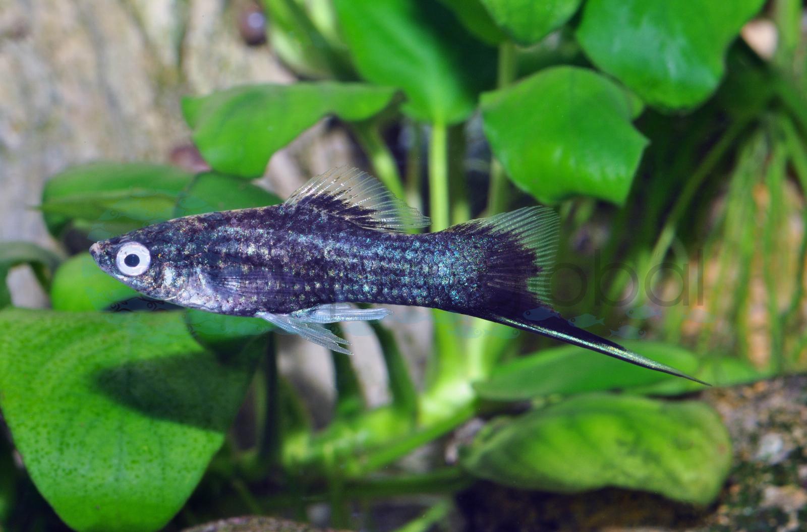 Schwertträger-Schwarz (Xiphophorus hellerii "Schwarz")