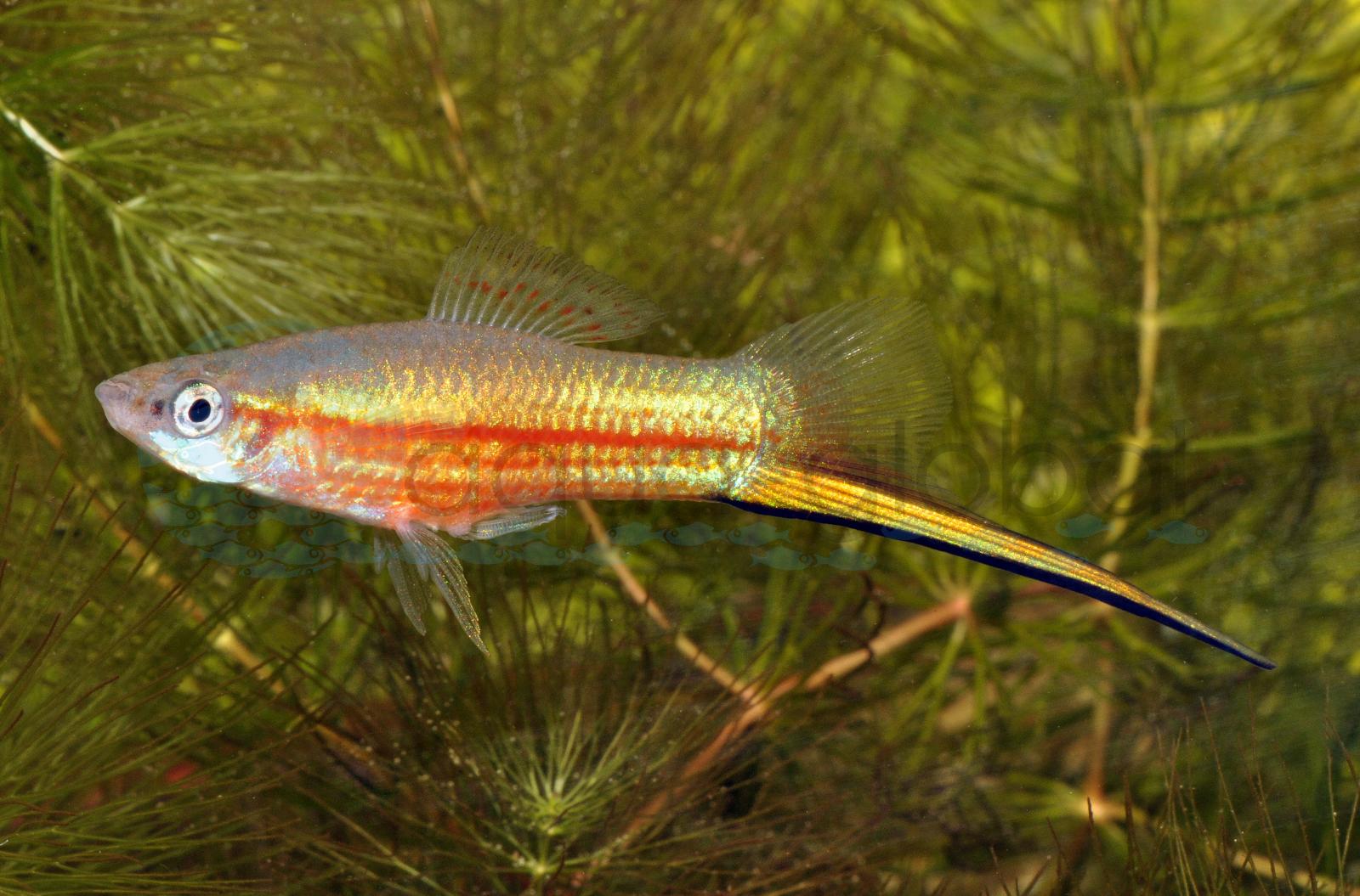 Schwertträger-Yucatan (Xiphophorus hellerii "Yucatan")