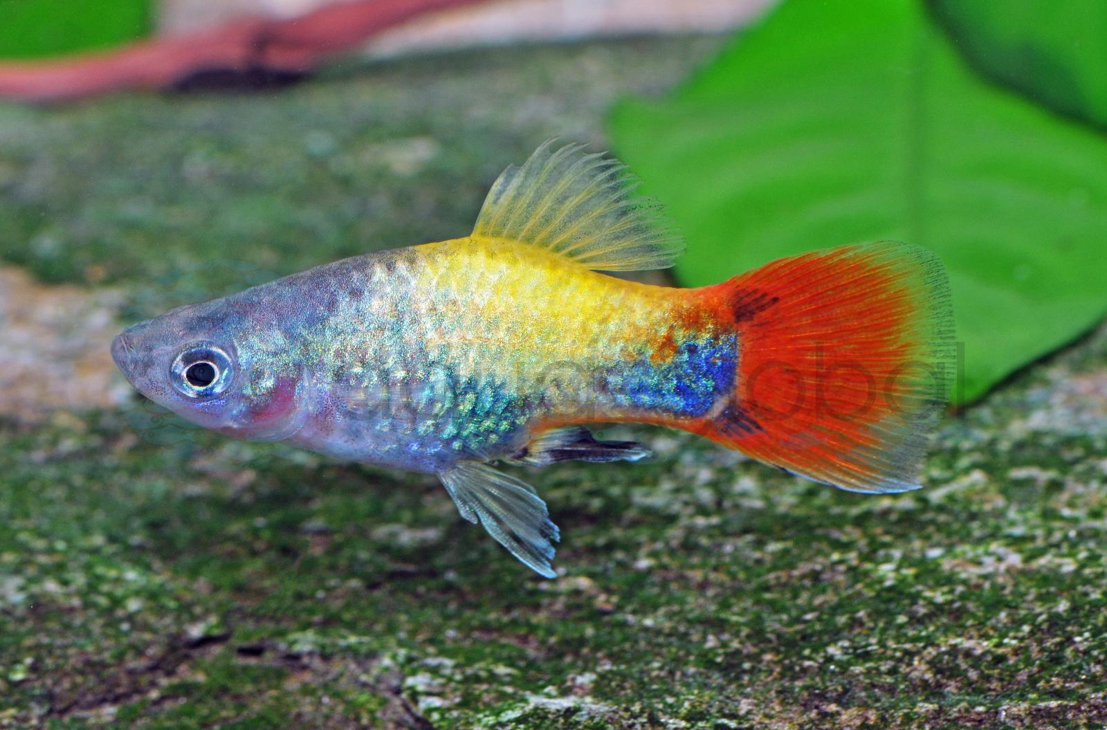 Platy-Blue-Butterfly-M.-Mouse (Xiphophorus maculatus "Blue-Butterfly")