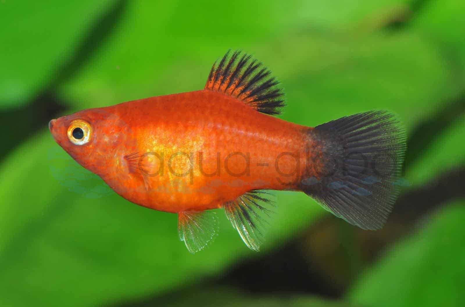 Platy-Koralle-Wagtail-Rot (Xiphophorus maculatus "Koralle-Wagtail-Rot")