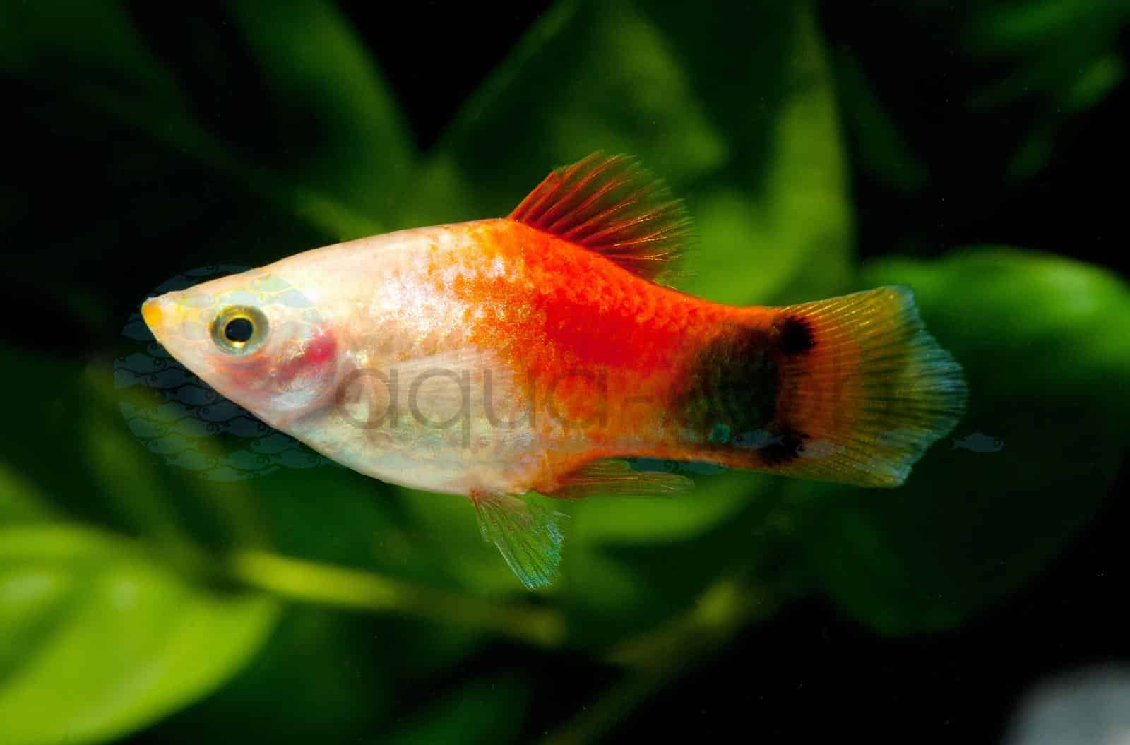 Platy-Mickey-Mouse-Marigold (Xiphophorus maculatus "Mickey-M.-Marigold")