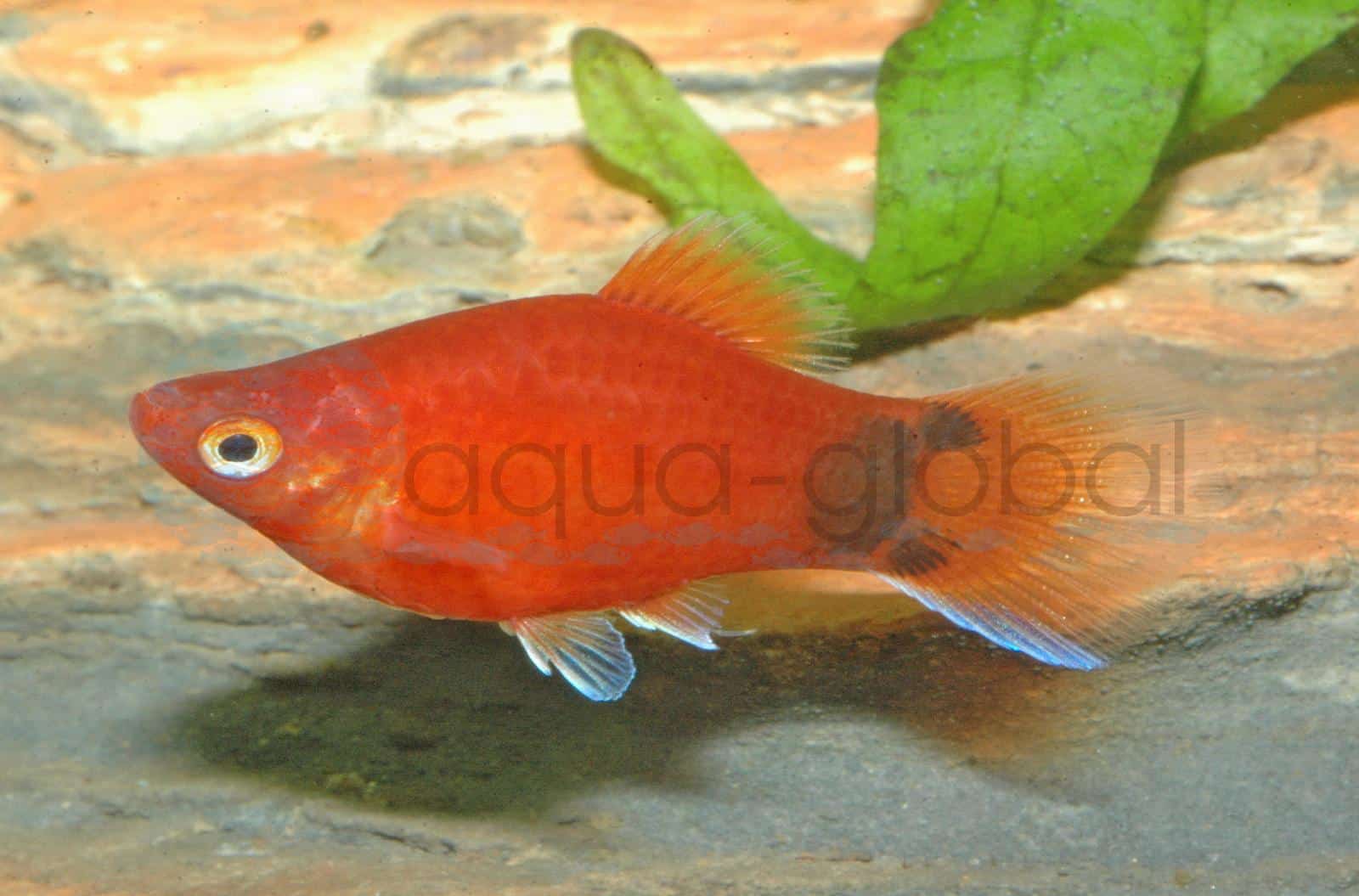Platy-Mickey-Mouse-Rot (Xiphophorus maculatus "Mickey-M.-Rot")