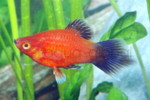 Pinselplaty-Kor.-Wagtail-Rot