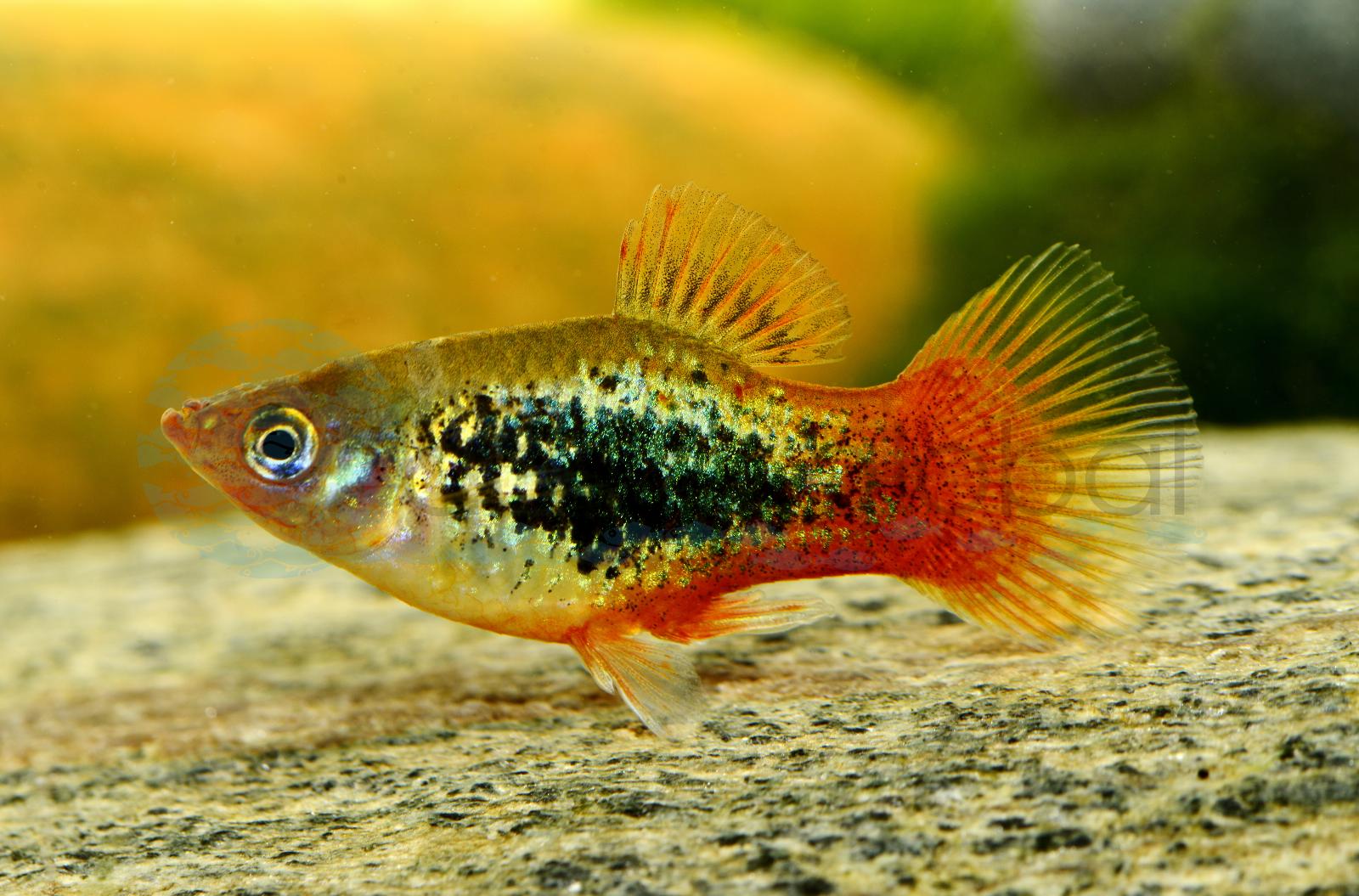 Platy-Tuxedo-Rot-Gold (Xiphophorus maculatus "Tuxedo-Rot-Gold")