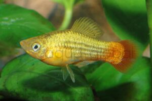 Papageienplaty-Sonne