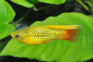 Papageienplaty-Sonne-Hi-Fin